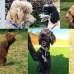 Hunde mit Locken Cover