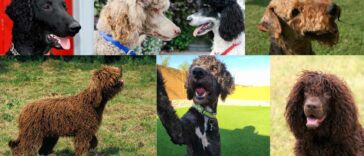 Hunde mit Locken Cover