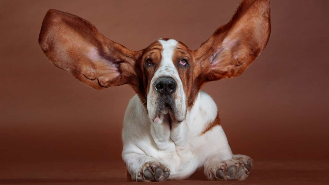 Der Unwiderstehliche Charme Hunde Mit Schlappohren Mehr Als Nur Niedliche Ohrchen