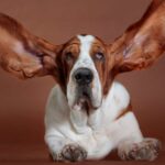 Hunde mit Schlappohren fliegt