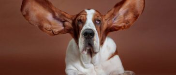 Hunde mit Schlappohren fliegt