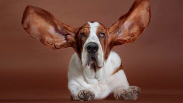 Hunde mit Schlappohren fliegt