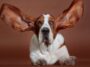 Hunde mit Schlappohren fliegt
