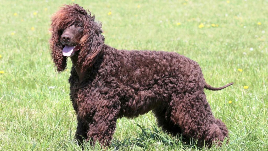 Lockiger Irischer Wasserspaniel