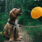 Dürfen Hunde Honigmelone essen