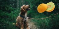 Dürfen Hunde Honigmelone essen