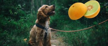 Dürfen Hunde Honigmelone essen
