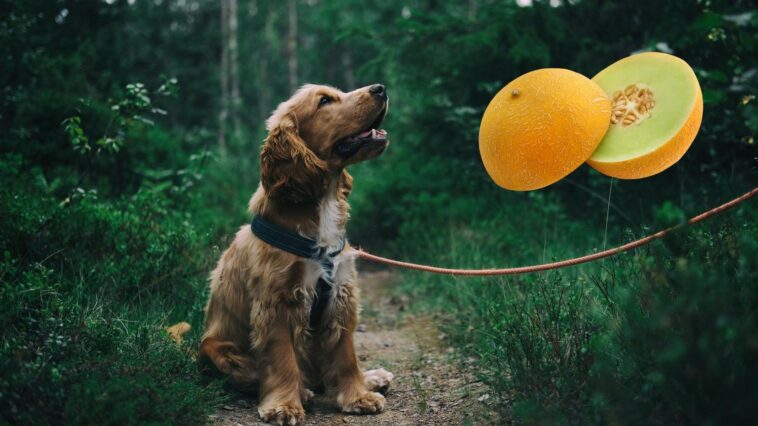 Dürfen Hunde Honigmelone essen