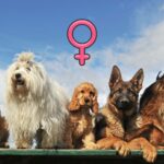 weibliche Hundenamen