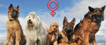 weibliche Hundenamen