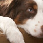 Hund mit süßem Blick