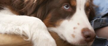Hund mit süßem Blick