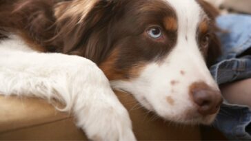 Hund mit süßem Blick