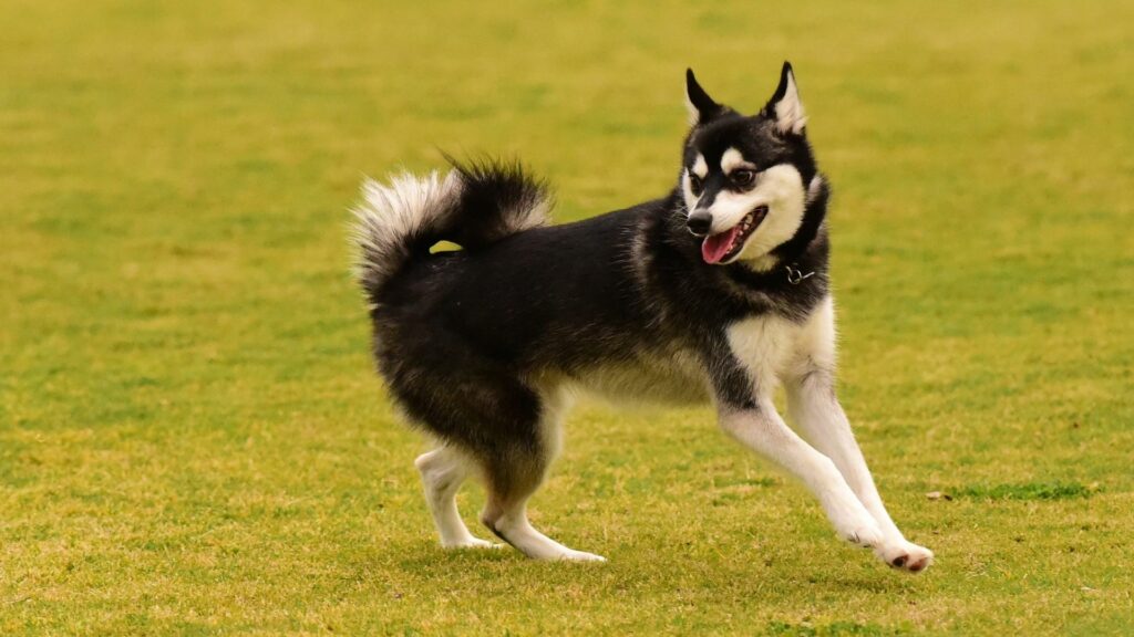 Alaskan Klee Kai auf einer Wiese