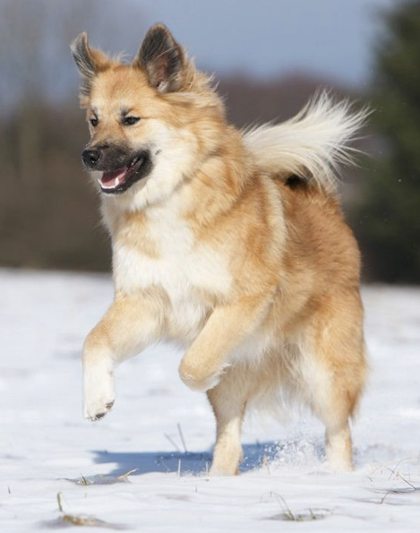 Isländischer Schäferhund Fuchs Hund