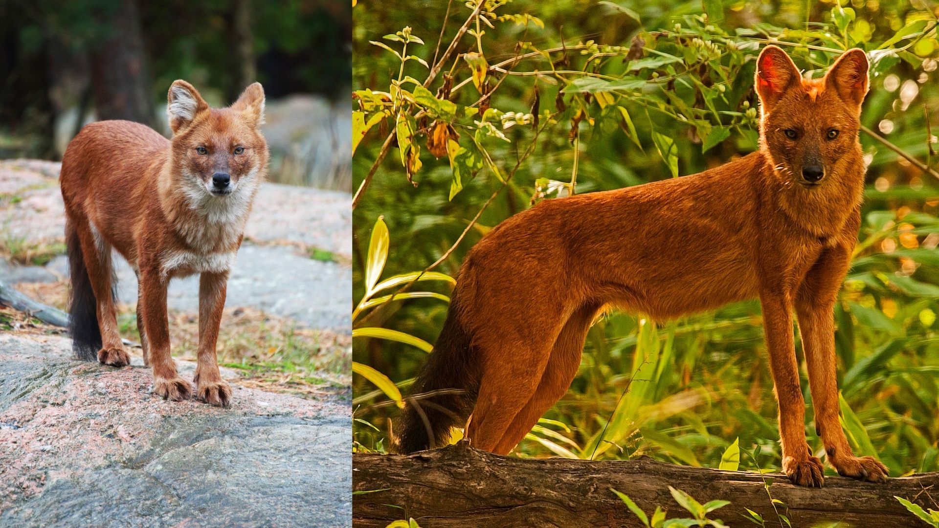 Fuchs Hund 11 Hunde, die aussehen wie ein Fuchs [mit Bildern]