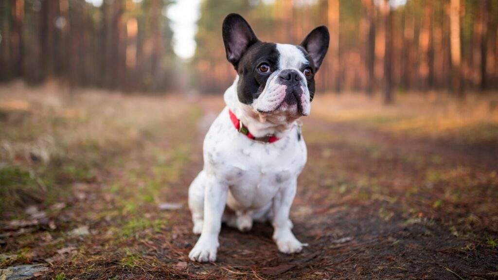 Französische Bulldogge im Wald