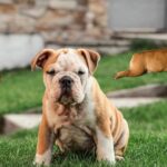 Bulldoggenarten Cover