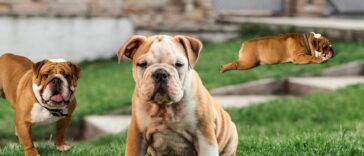 Bulldoggenarten Cover