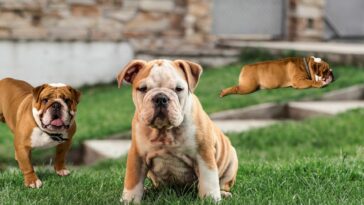 Bulldoggenarten Cover