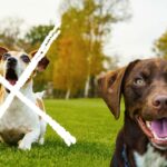 Hunde die nicht bellen cover