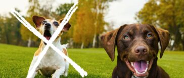 Hunde die nicht bellen cover