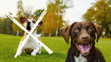 Hunde die nicht bellen cover