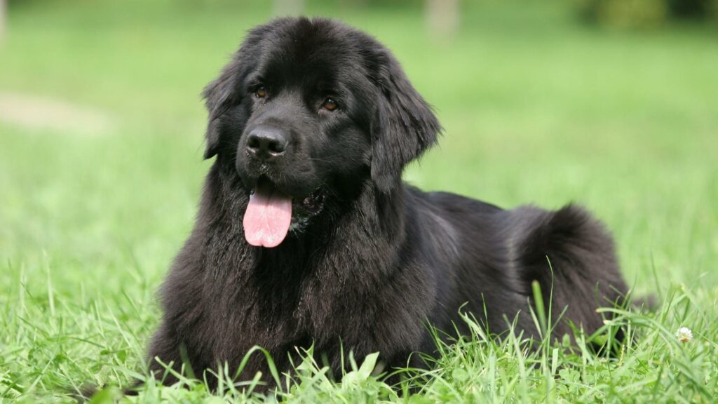 neufundländer bellt nicht