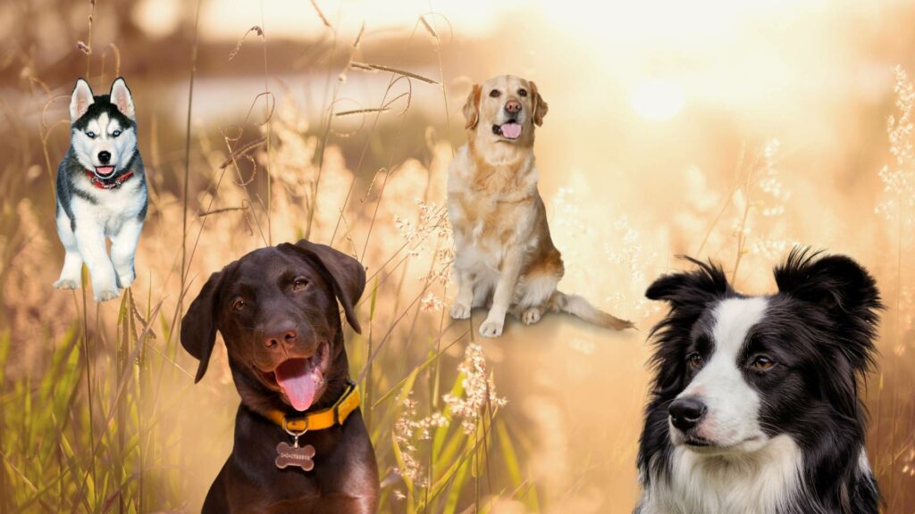 Hunde verreisen