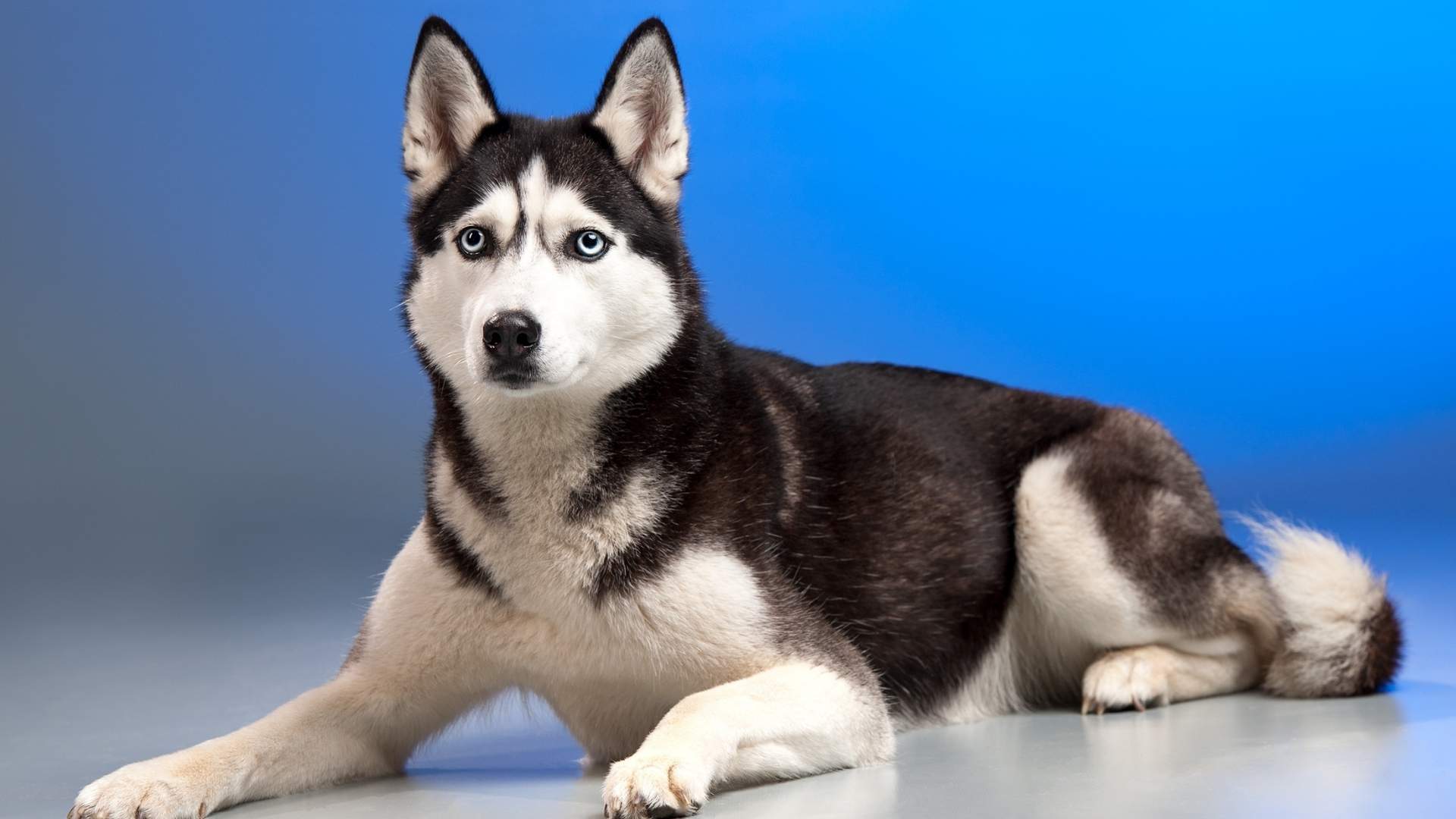 Husky Kosten - Was kostet ein Husky? | Alle Kosten aufgelistet