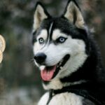 Husky Kosten Cover