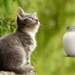 Dürfen Katzen Joghurt essen cover