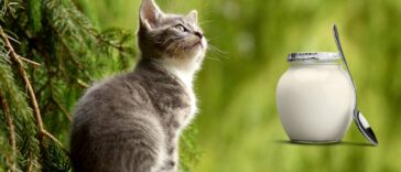 Dürfen Katzen Joghurt essen cover