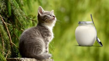 Dürfen Katzen Joghurt essen cover