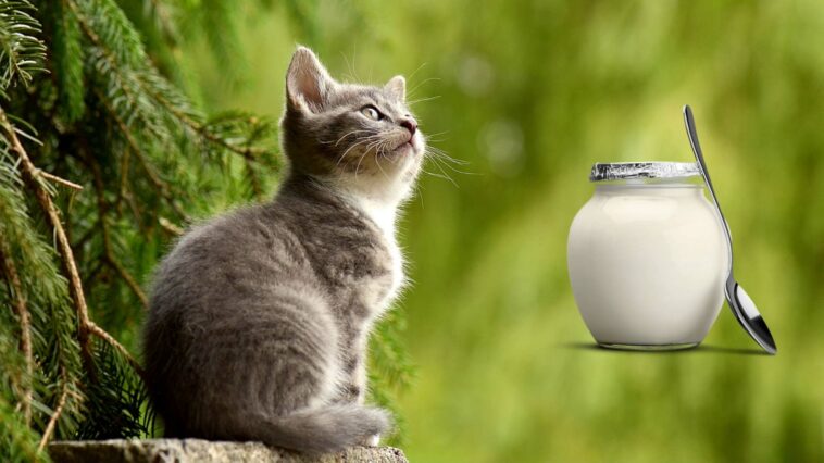 Dürfen Katzen Joghurt essen cover