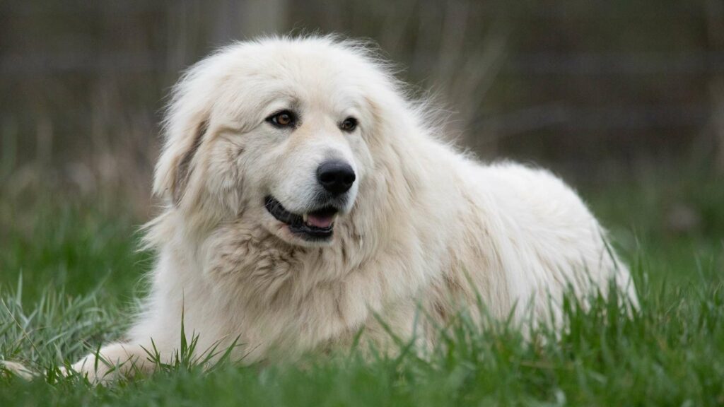Großer Pyrenäen Hund liegt im Grass