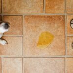 Hund macht in die Wohnung trotz Gassi gehen cover