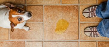 Hund macht in die Wohnung trotz Gassi gehen cover