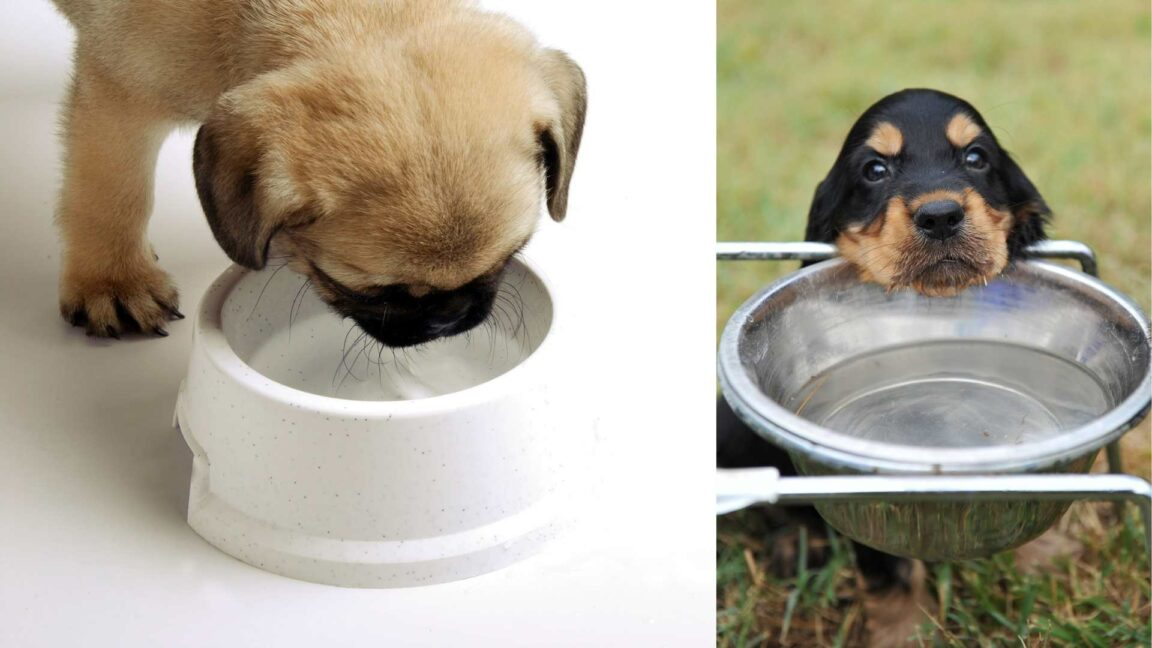 Kleinster Hund der Welt Das musst du sehen! Pfotenwiki