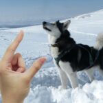 Husky Größe von einer Hand gezeigt