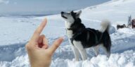 Husky Größe von einer Hand gezeigt