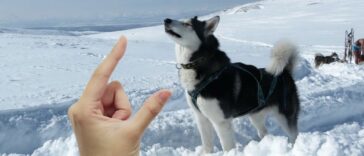 Husky Größe von einer Hand gezeigt