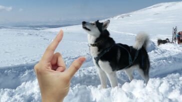 Husky Größe von einer Hand gezeigt