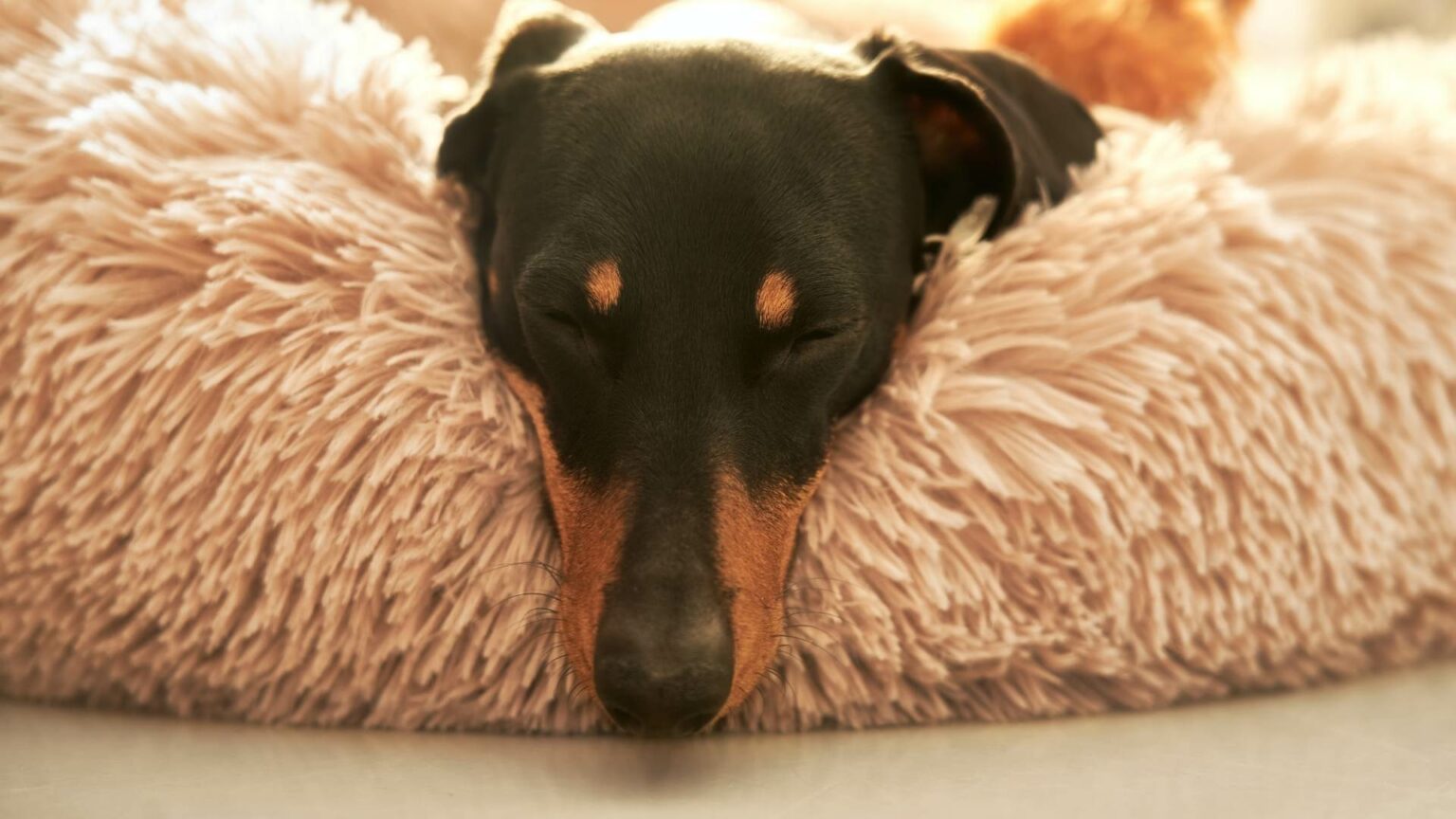 Hund Ist Unruhig Und Wechselt Ständig Den Platz Hund ist unruhig und wechselt ständig den Platz - Achtung!
