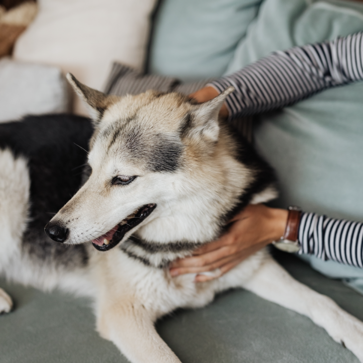 Hund schmatzt beim Streicheln das sind die Gründe Pfotenwiki