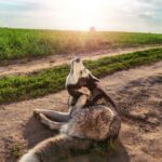 Ohrmilben Hund Olivenöl Cover