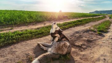 Ohrmilben Hund Olivenöl Cover