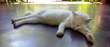 Katze nach OP