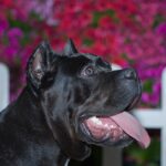 Cane Corso Pitbull Mix Cover