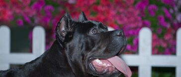 Cane Corso Pitbull Mix Cover